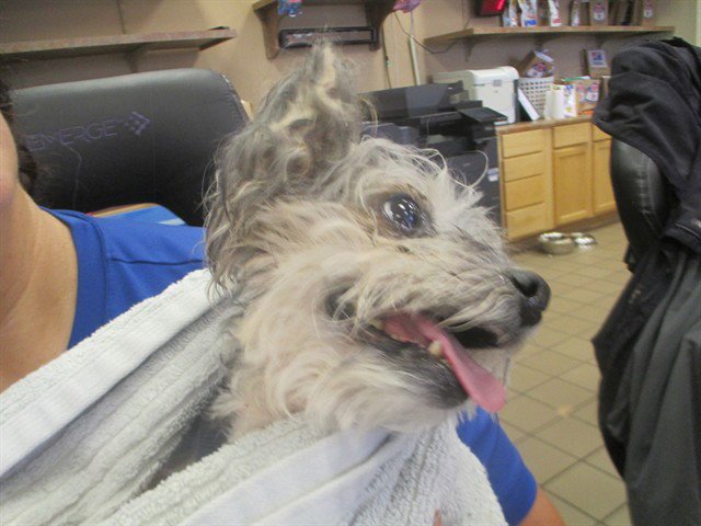 CHLOE Image