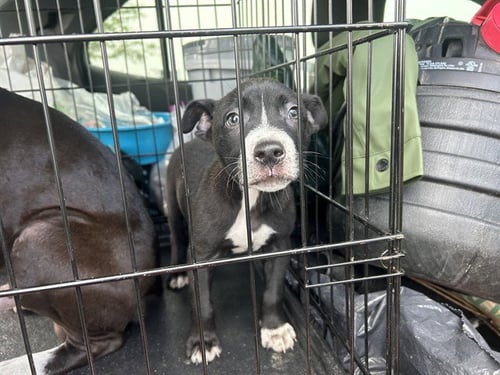 BIFF - American Pit Bull Terrier available for adoption
