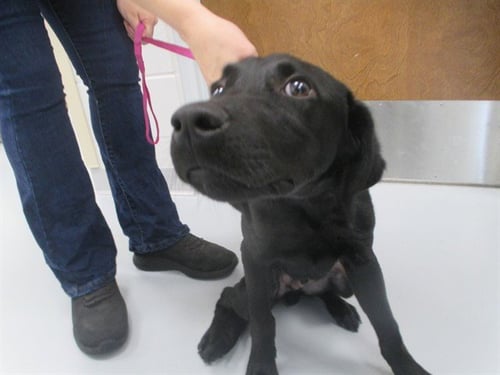 A383233 - Labrador Retriever available for adoption