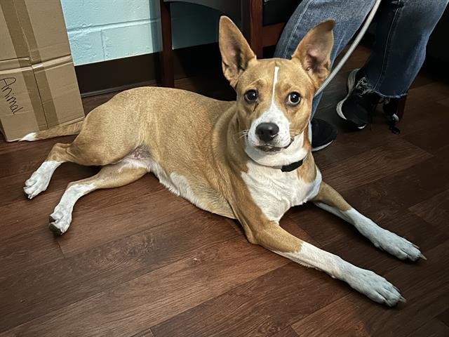 GRETEL - Basenji available for adoption