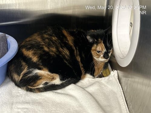 CARLI - Domestic Short Hair available for adoption