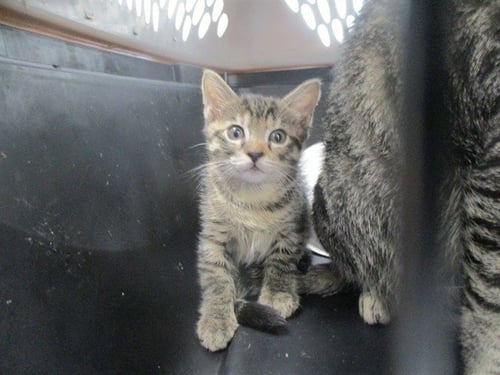 LEIA - Domestic Short Hair available for adoption