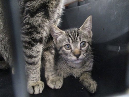 GROGU - Domestic Short Hair available for adoption