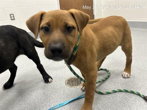 A382750 - Black Mouth Cur / Labrador Retriever available for adoption