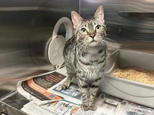 TAYLOR - Domestic Short Hair available for adoption