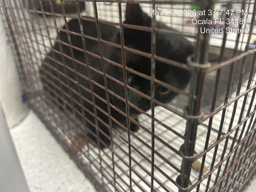 NIGHT - Domestic Short Hair available for adoption