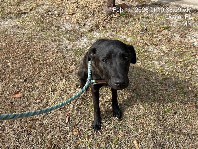 RONNIE - Belgian Shepherd Malinois available for adoption
