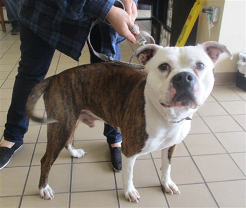 CHEX - American Pit Bull Terrier available for adoption