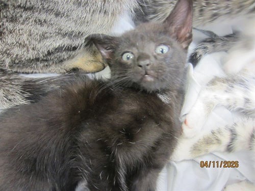 QUINCEY - Domestic Short Hair available for adoption