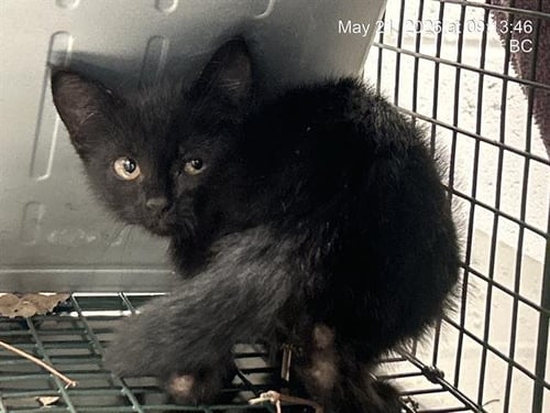 SABRINA - Domestic Short Hair available for adoption