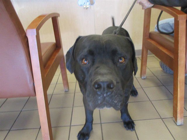 ROVER - Mastiff available for adoption