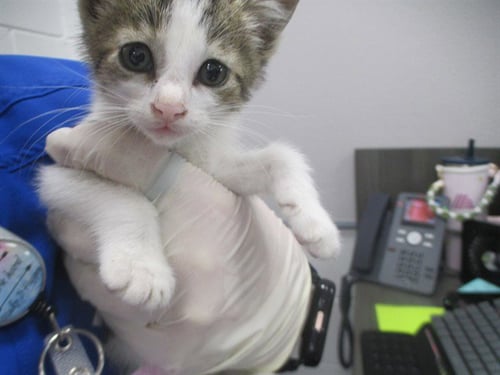 GABRIEL - Domestic Short Hair available for adoption