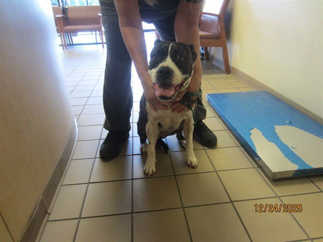 CALLIE - Boxer available for adoption