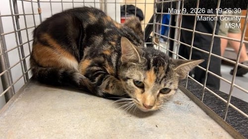 PEQUENA - Domestic Short Hair available for adoption