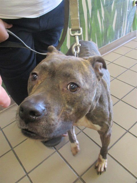 HENDRIX - American Pit Bull Terrier available for adoption