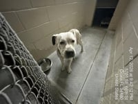 SPIKE - Photo 1