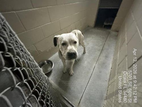 SPIKE - American Pit Bull Terrier available for adoption