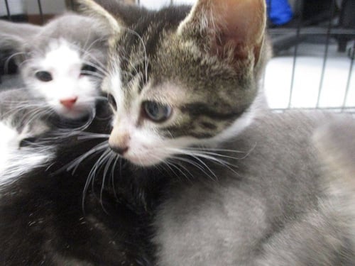 MORT - Domestic Short Hair available for adoption