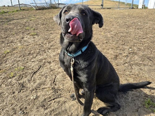 HENRY - Mastiff / German Shepherd Dog available for adoption