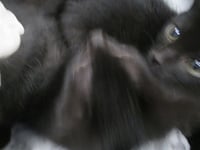 OLIVIA - Photo 1