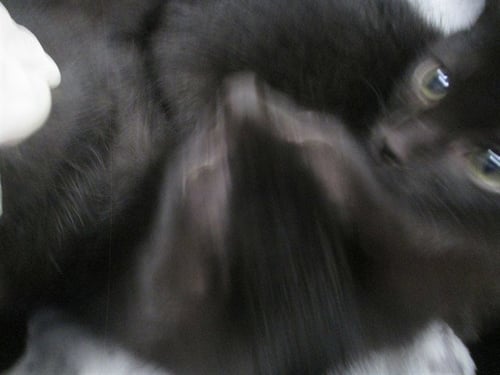 OLIVIA - Domestic Short Hair available for adoption