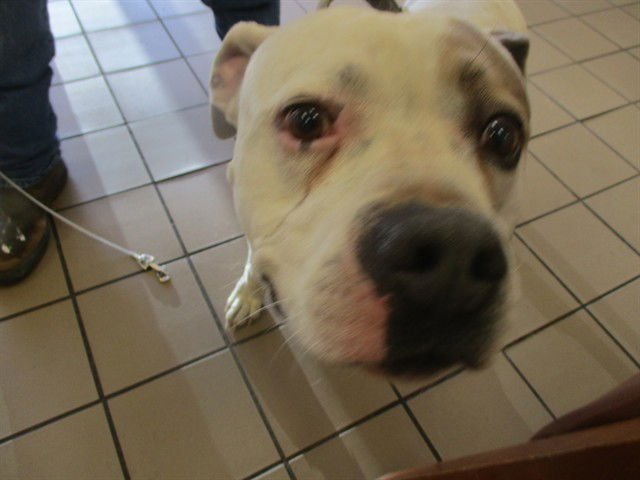 CHURRO - American Bulldog available for adoption