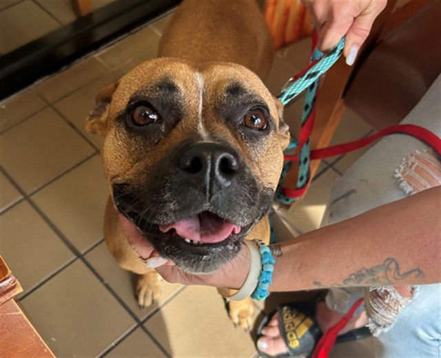 POOH - Boxer available for adoption