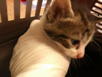 BARON - Photo 1