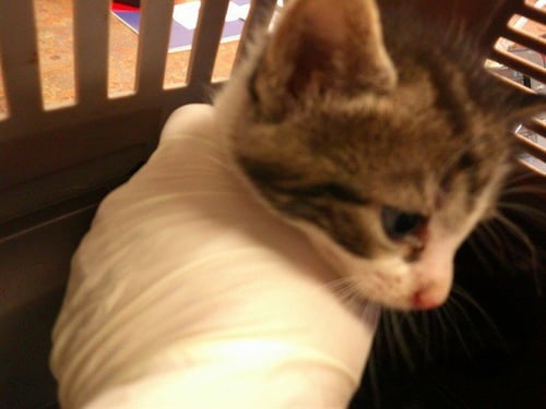 BARON - Domestic Short Hair available for adoption