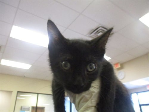 A382519 - Domestic Short Hair available for adoption