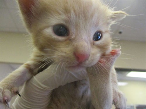 SWEETY - Domestic Short Hair available for adoption