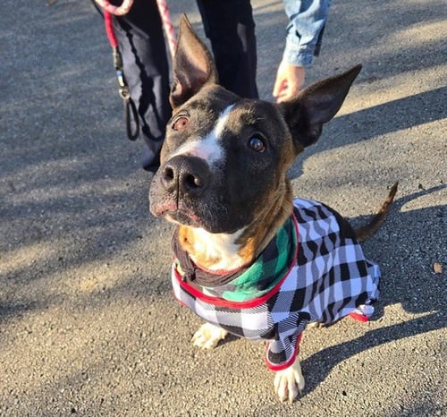YVONNE - American Pit Bull Terrier available for adoption