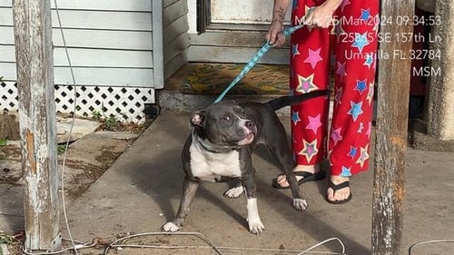 MACY - Staffordshire Bull Terrier available for adoption