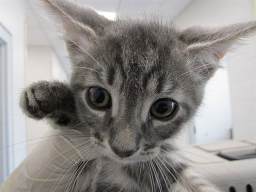 A383362 - Domestic Short Hair available for adoption