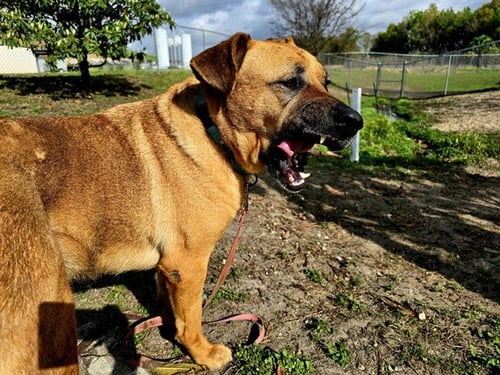 ACORN - Black Mouth Cur available for adoption