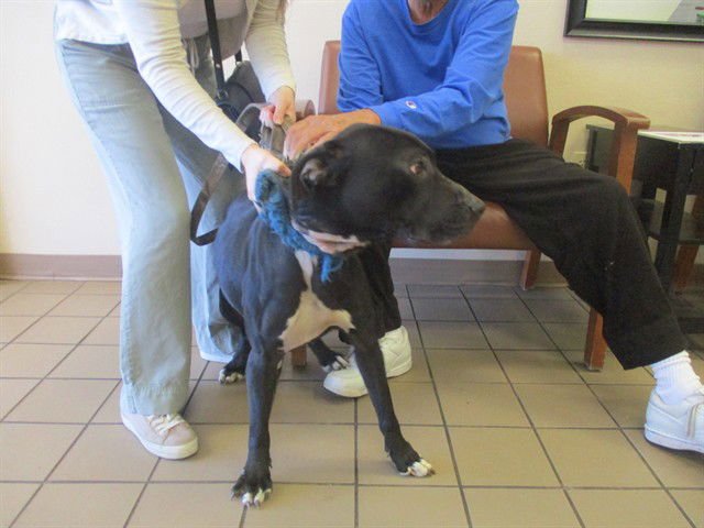 CHLOE - American Staffordshire Terrier available for adoption