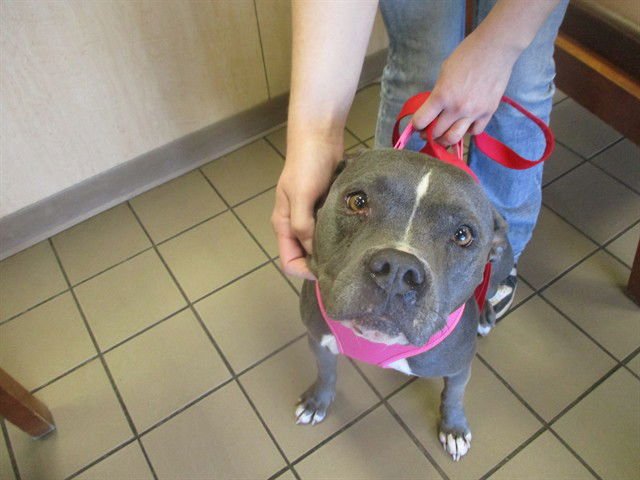ELLIE MAE - Staffordshire Bull Terrier available for adoption