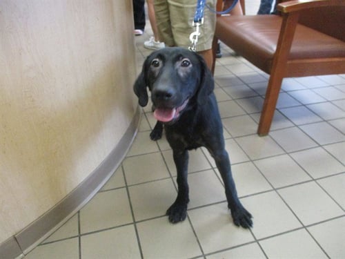 WALLACE - Labrador Retriever available for adoption