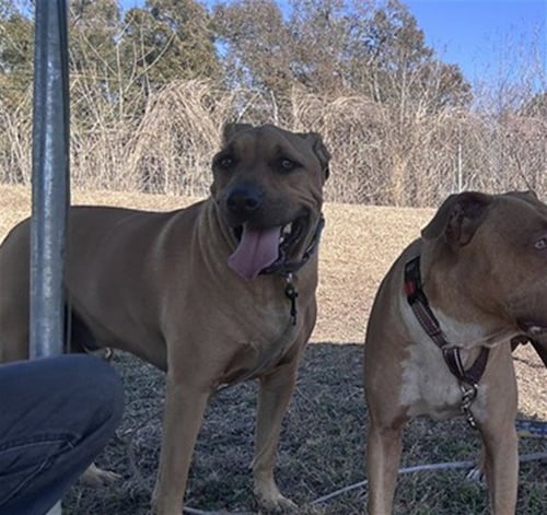 GRIZZLY - Labrador Retriever / German Shepherd Dog available for adoption