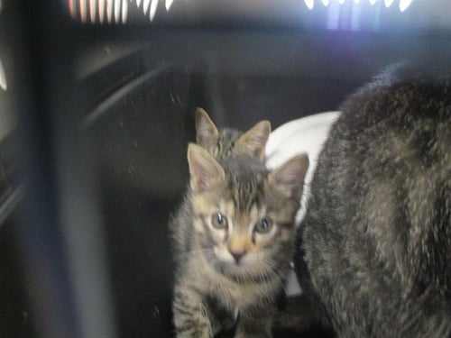 KOSKA - Domestic Short Hair available for adoption