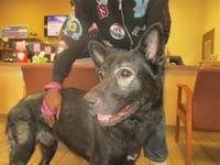 DUKE - Photo 1