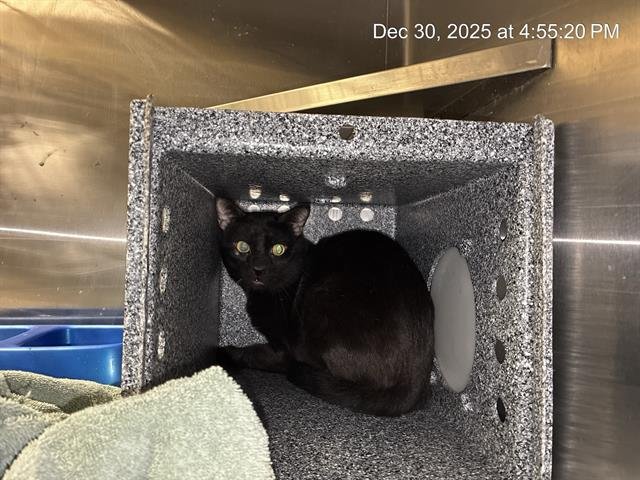 CORIOLANUS - Domestic Short Hair available for adoption