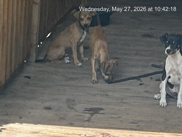 OZZIE Image