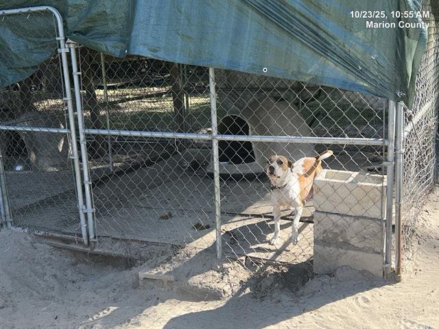 POPPY - American Pit Bull Terrier available for adoption