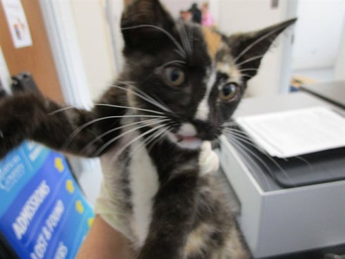 A383341 - Domestic Short Hair available for adoption