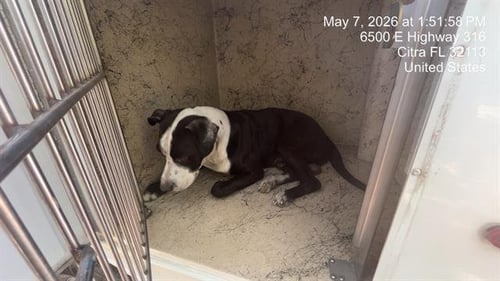 CHAPLIN - American Pit Bull Terrier available for adoption