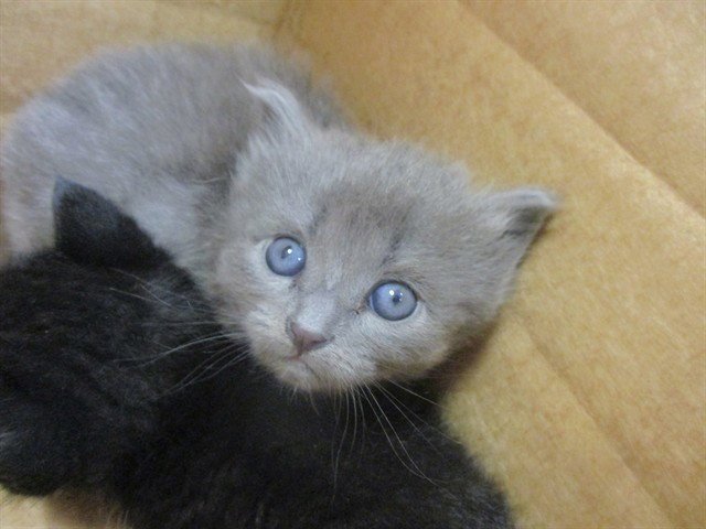OLIVE Image