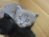 OLIVE - Photo 1