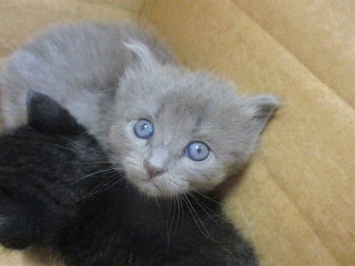 OLIVE - Domestic Short Hair available for adoption