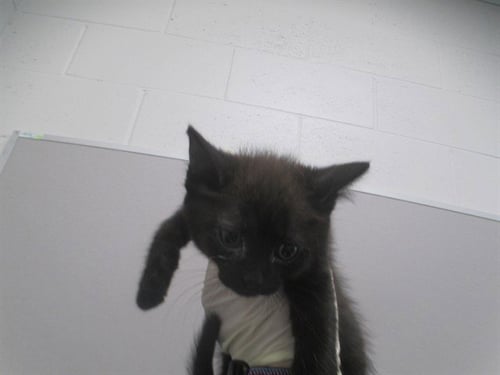 BLINKY - Domestic Short Hair available for adoption